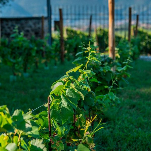 Cantina-boccadoro-franciacorta-esterno2